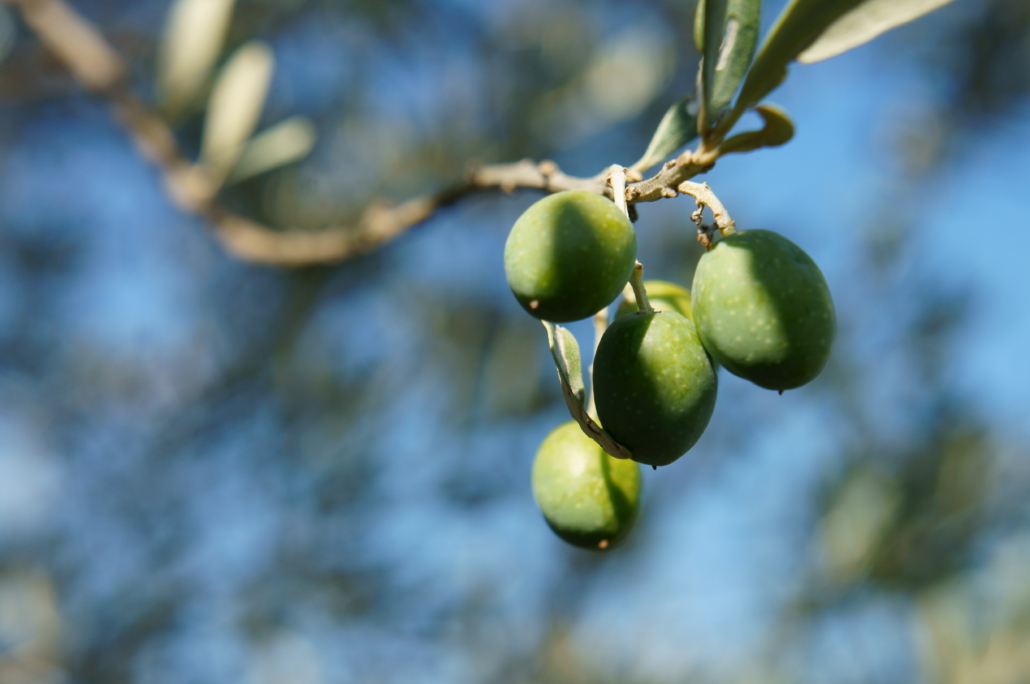 Olive branch